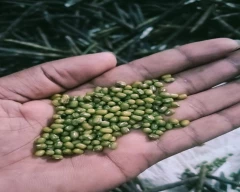 A Grade Quality Moong for sale in Aligarh