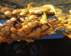 A Grade Quality Dried Ginger for sale in Kolhapur