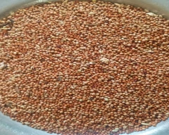 A Grade Quality Ragi for sale in Shivamogga