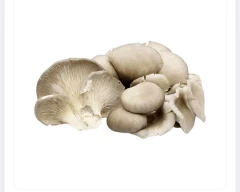 Oyster Mushroom for sale in Bengaluru Urban