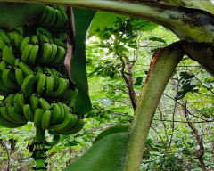 G-9 Banana for sale in Thanjavur