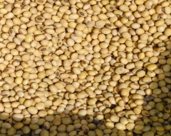 Normal Soya DOC for sale in Ahmedabad