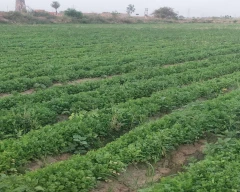 Normal Coriander Leaves for sale in Karnal