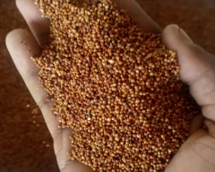 A Grade Quality Ragi for sale in Bengaluru Urban