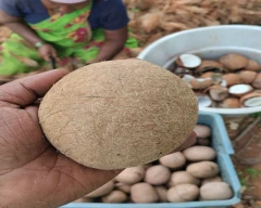 B Grade Quality Copra for sale in South 24 Parganas
