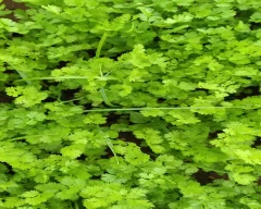 Ashoke Coriander Leaves for sale in Chikballapur