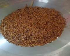 Normal Paddy for sale in Katni