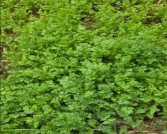 Ashoke Coriander Leaves for sale in Chikballapur