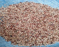 Normal Horse Gram for sale in Ballari