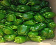 Normal Capsicum for sale in Rampur