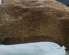 Dried Neem Seed for sale in Barwani