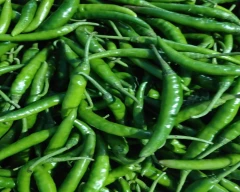 G4 Green Chilli for sale in Lucknow