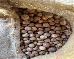 Mangala Arecanut for sale in Karnal