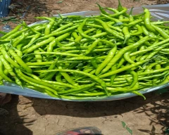 Normal Green Chilli for sale in Belagavi