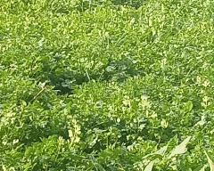 Normal Coriander Leaves for sale in Chikballapur