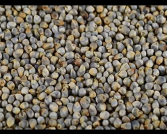 Pearl Millet for sale in Agra