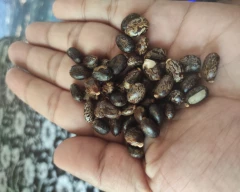 Normal Castor Seed for sale in Nanded