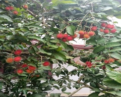 Normal Rambutan for sale in Tenkasi