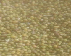 B Grade Quality Moong for sale in Raisen