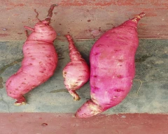 Normal Sweet Potato for sale in Mysuru