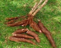 Normal Tapioca for sale in Thiruvananthapuram