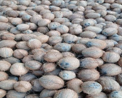 Large Coconut for sale in Coimbatore