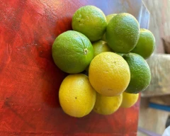 A Grade Quality Lemon for sale in Tenkasi