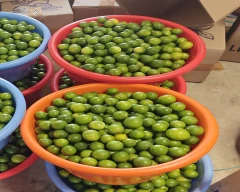 A Grade Quality Lemon for sale in Nellore
