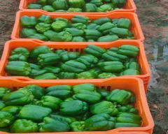 Normal Capsicum for sale in Krishnagiri