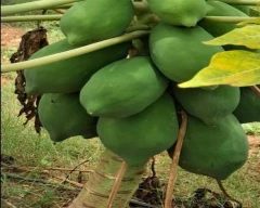 Red Lady Taiwan 786 Papaya required in Raigad
