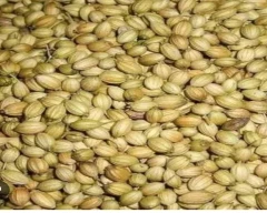 Seed Whole Coriander for sale in Kota