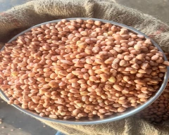 Java Groundnut for sale in Coimbatore