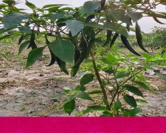 Hybrid Green Chilli for sale in Purnia