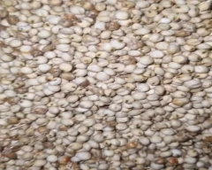 White Jowar for sale in Bapatla