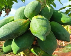 Red Lady Taiwan 786 Papaya for sale in Durg
