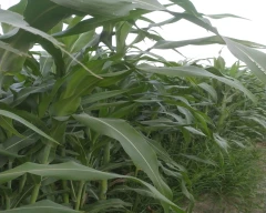 cattle fodder Jowar for sale in Meerut