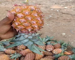 A Grade Quality Pineapple for sale in Rayagada