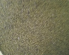 A Grade Quality Moong for sale in Ballia