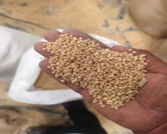 Normal Jowar for sale in Kamareddy