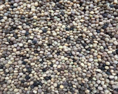 Hybrid Cluster Beans for sale in Nagaur