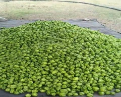 Normal Capsicum for sale in Sangli