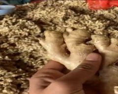 A Grade Quality Ginger for sale in Karbi Anglong