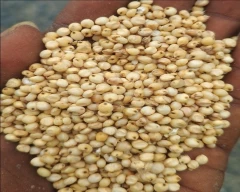 Hybrid Jowar for sale in Akola