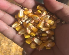 A Grade Quality Maize for sale in Barpeta