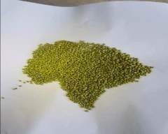 A Grade Quality Moong for sale in Rajkot