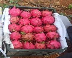 Red Dragon Fruit for sale in Koppal