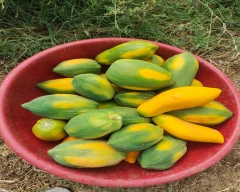 Number 15 Papaya for sale in Bhilwara