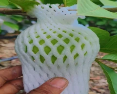 Taiwan Pink Guava for sale in Dhar