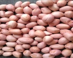 Java Groundnut for sale in Ahmedabad