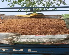 Dried Neem Seed for sale in Banaskantha